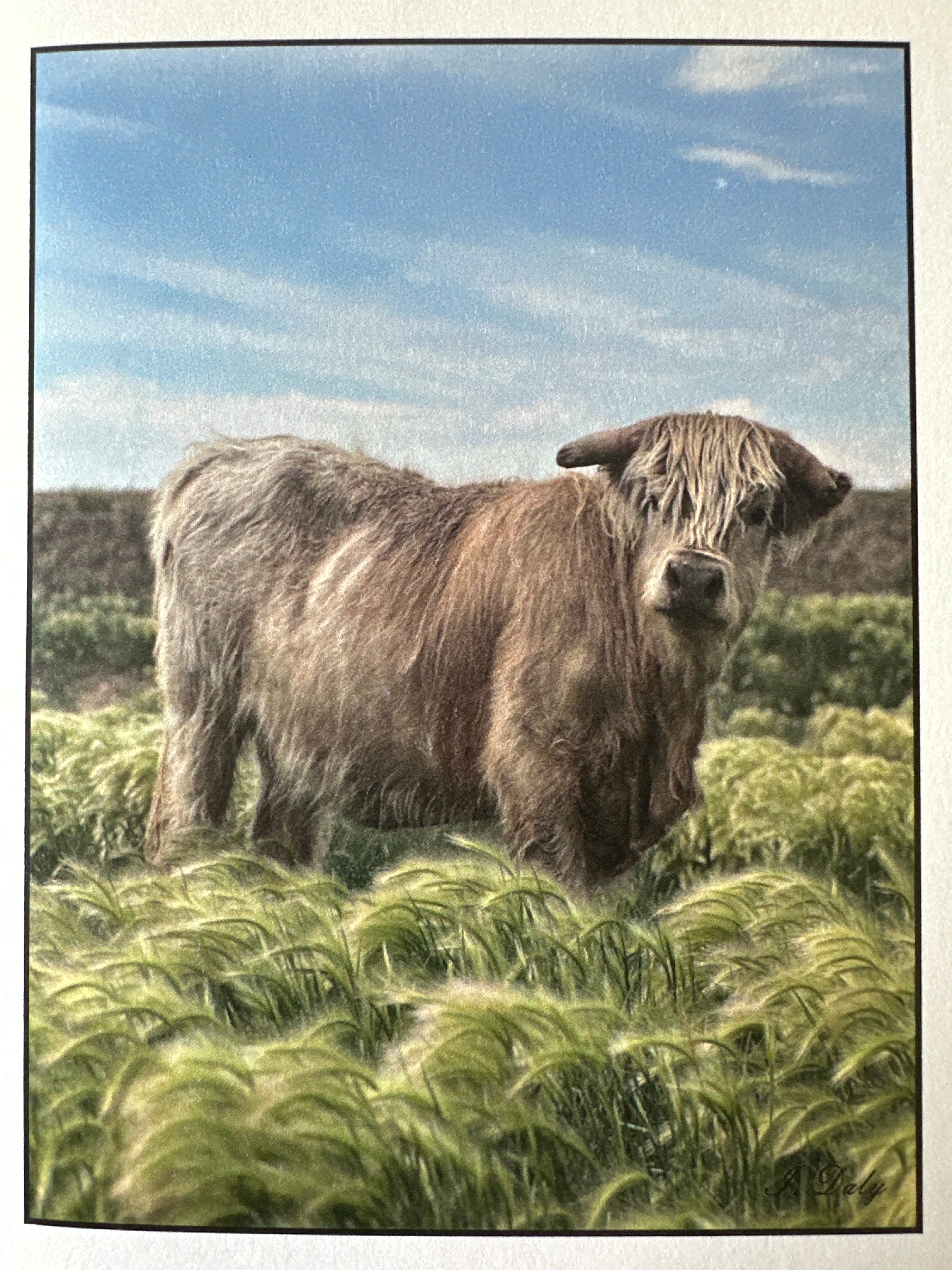 Cards Highlander