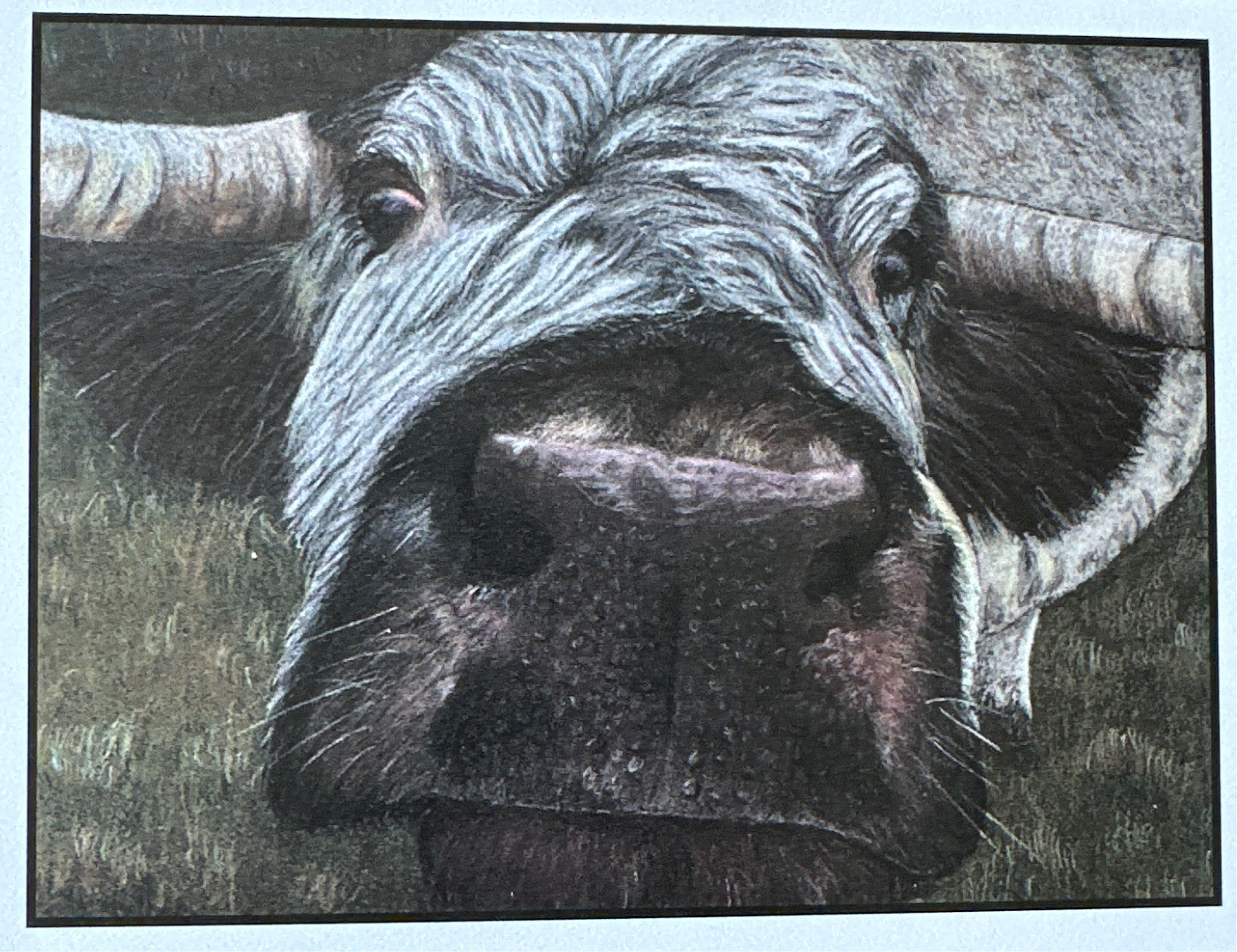 Cards - cows