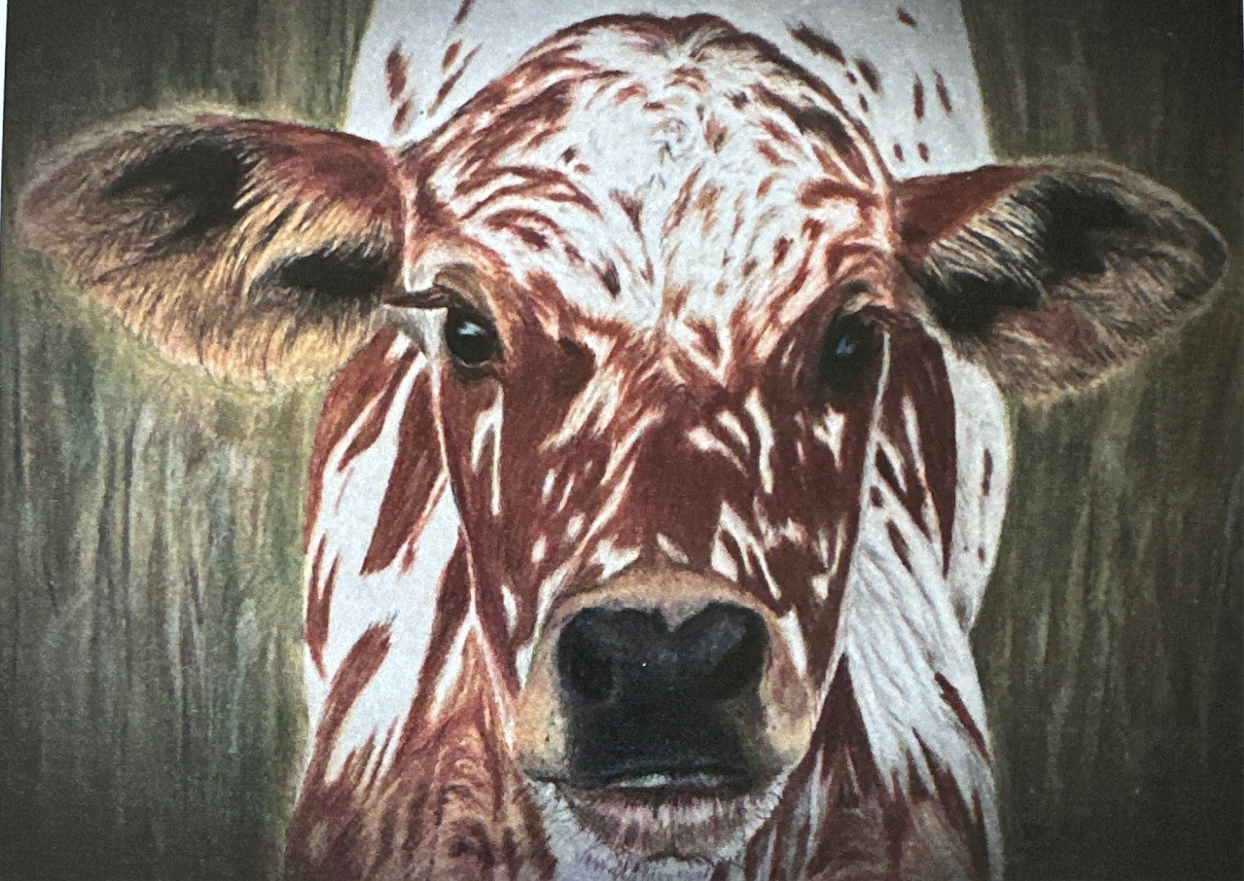 Cards - cows