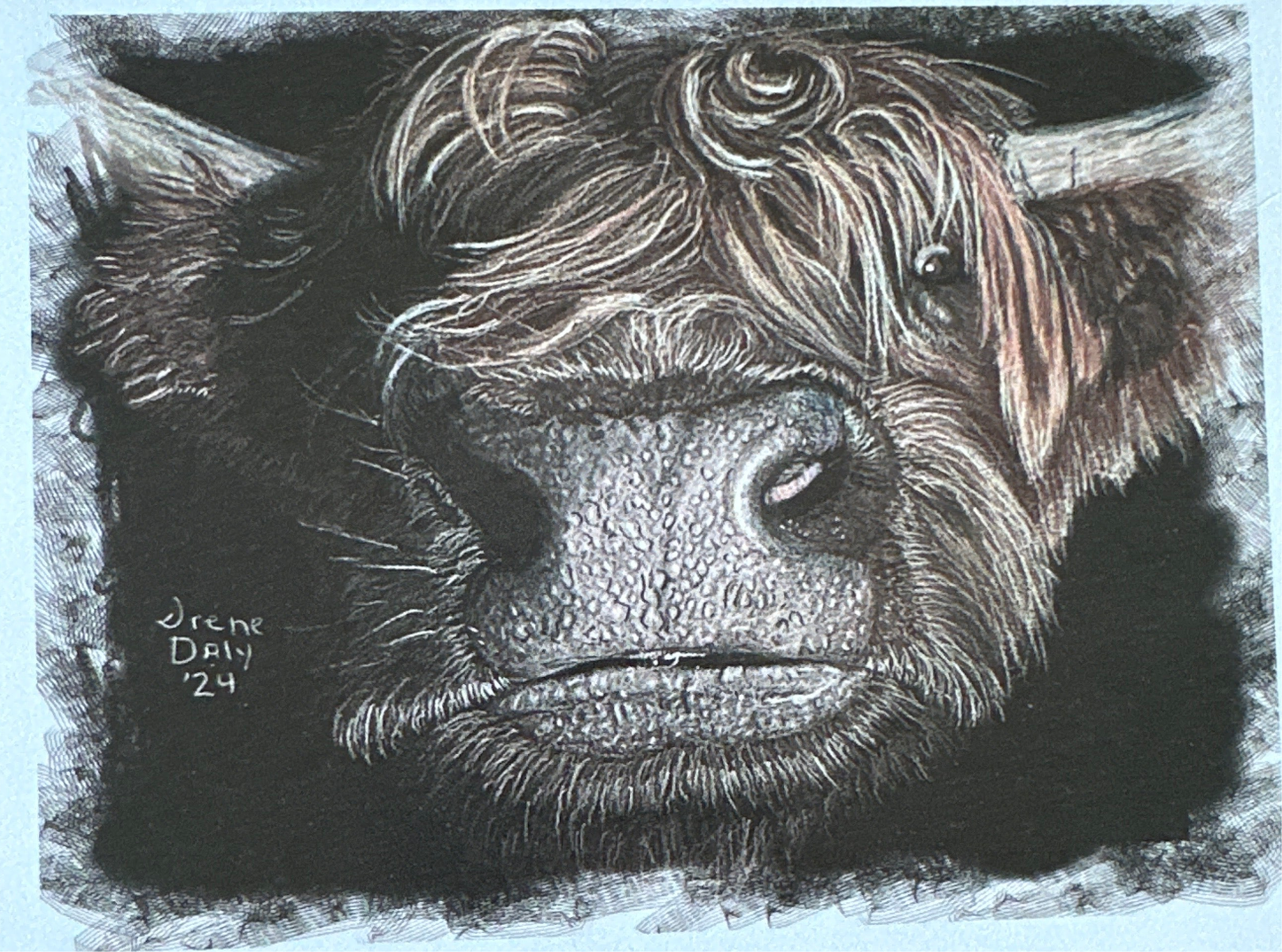 Cards - cows