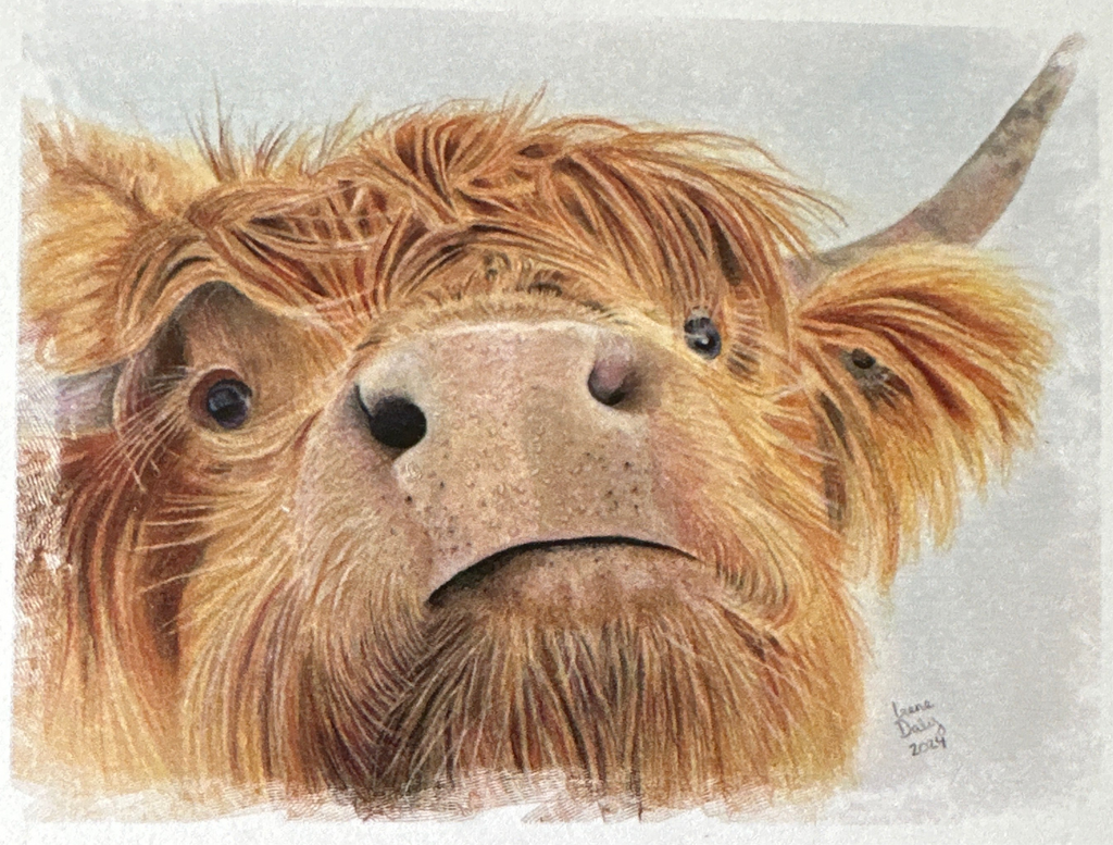 Cards - cows